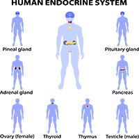 Human endocrine system.