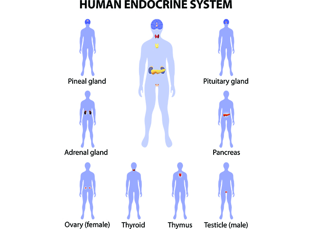 Human endocrine system.