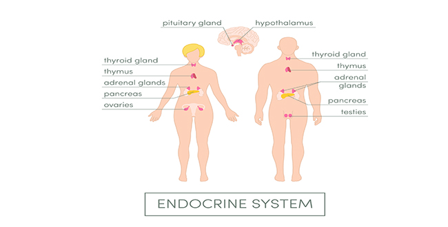 Human endocrine system.