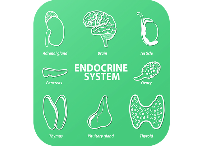 Endocrine system (pituitary gland, pineal gland, testicle, ovary, pancreas, thyroid, thymus, adrenal gland).