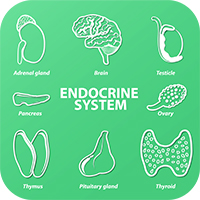 Endocrine system (pituitary gland, pineal gland, testicle, ovary, pancreas, thyroid, thymus, adrenal gland).