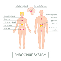 Human endocrine system